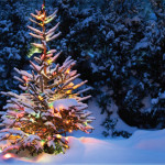 «Рождественское дерево» или просто ёлка