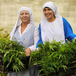 Фейк месяца: монахини, выращивающие марихуану