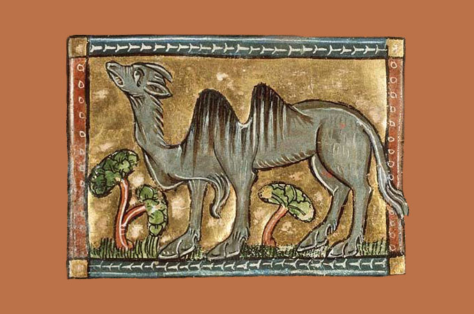 Библейский зоопарк: верблюд